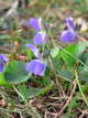 fragrant_violet_resize.jpg