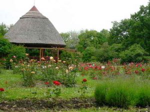 Rose garden