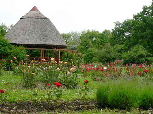 Rose garden