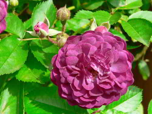 Rose 2