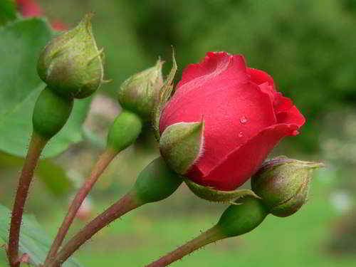 Rose 3