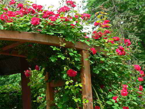 Rose 5