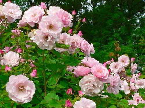 Rose 6
