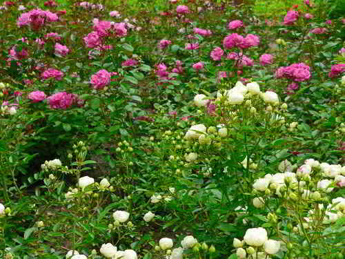 Rose 7