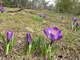 saffron1_resize.jpg