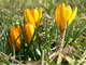 saffron2_resize.jpg