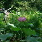 lotusz3o tn