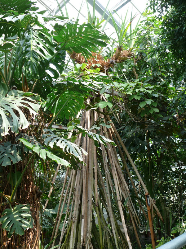 P1080452