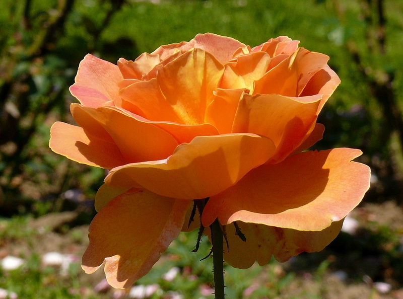 P1120916