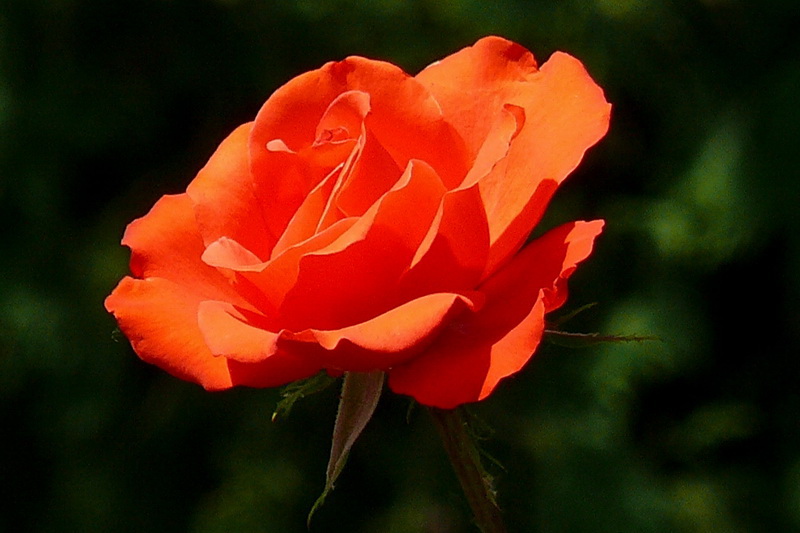 P1120928v
