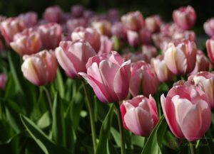 pink tulips2