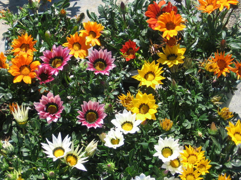 Flowers