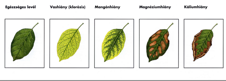 A healthy leaf