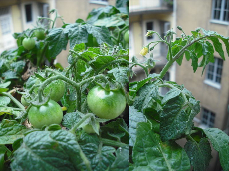 tomatoes on the balcony