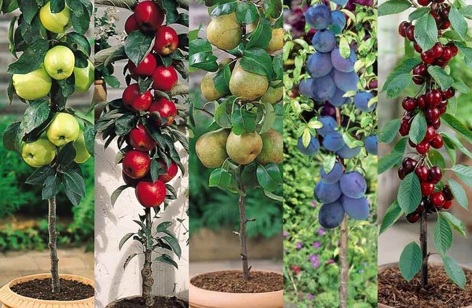 Dwarf fruit trees for the balcony