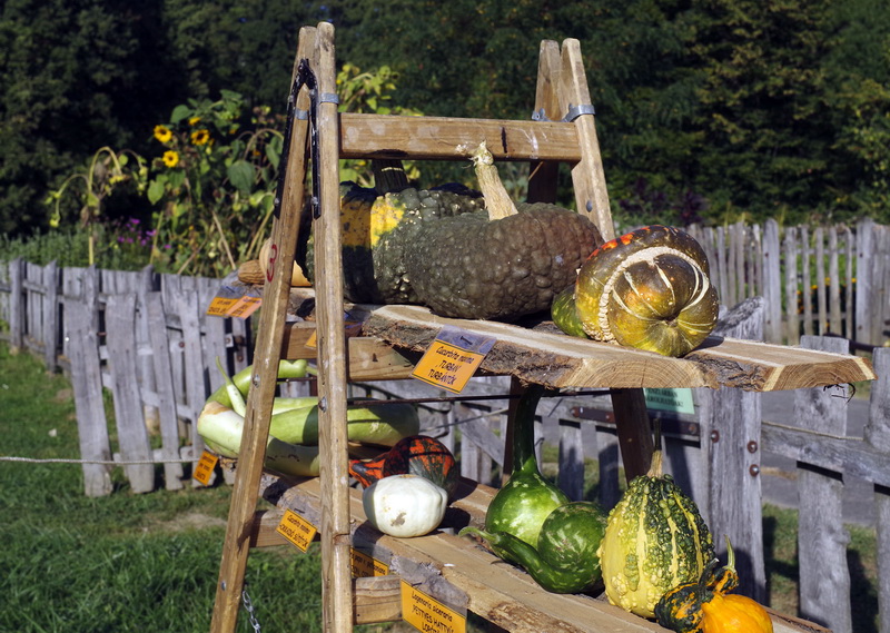 pumpkins
