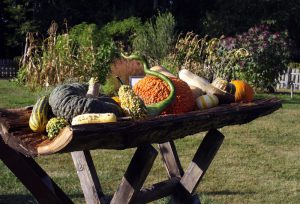 pumpkins