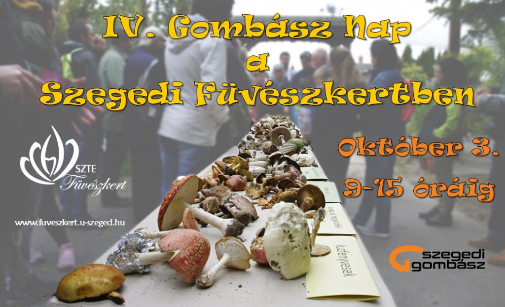 gomasznap pl