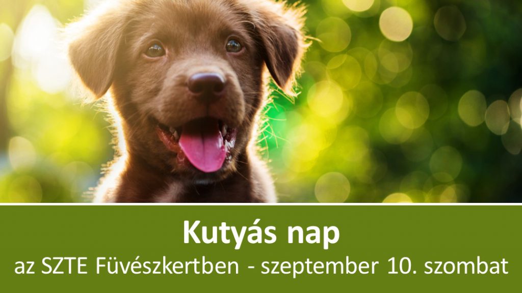 Kutyas nap 2 3